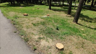 İBB ekipleri, Emirgan Korusu’ndaki 130 ağacı kesti