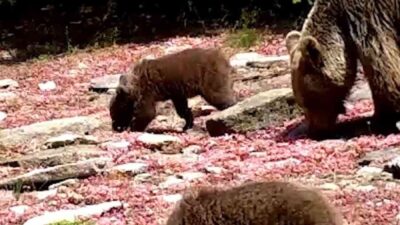 Uludağ’ın yaban hayatı fotokapanda