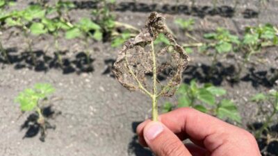 Kâbus İstanbul’a da sıçradı