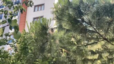 İstanbul’da maymun şaşkınlığı! ‘Gel kızım gel’ diyerek muz uzattılar