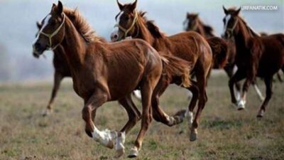 Bursa’da ‘Safkan Arap’ koşu tayları satışa çıktı…