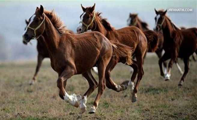 Bursa’da ‘Safkan Arap’ koşu tayları satışa çıktı…