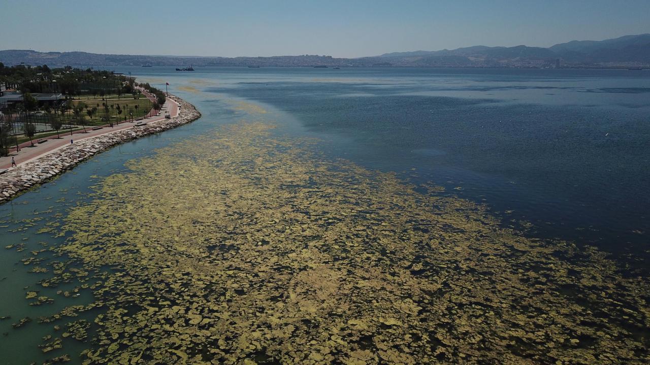 Görüntüler İzmir sahilinden… Yeşil istila!