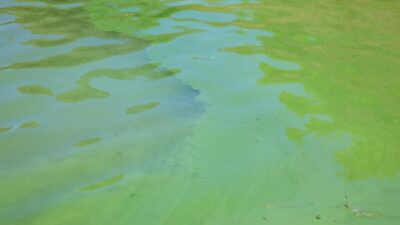 Endişelendiren görüntü! Barajın üzerini yeşil ve mavi tabaka kapladı