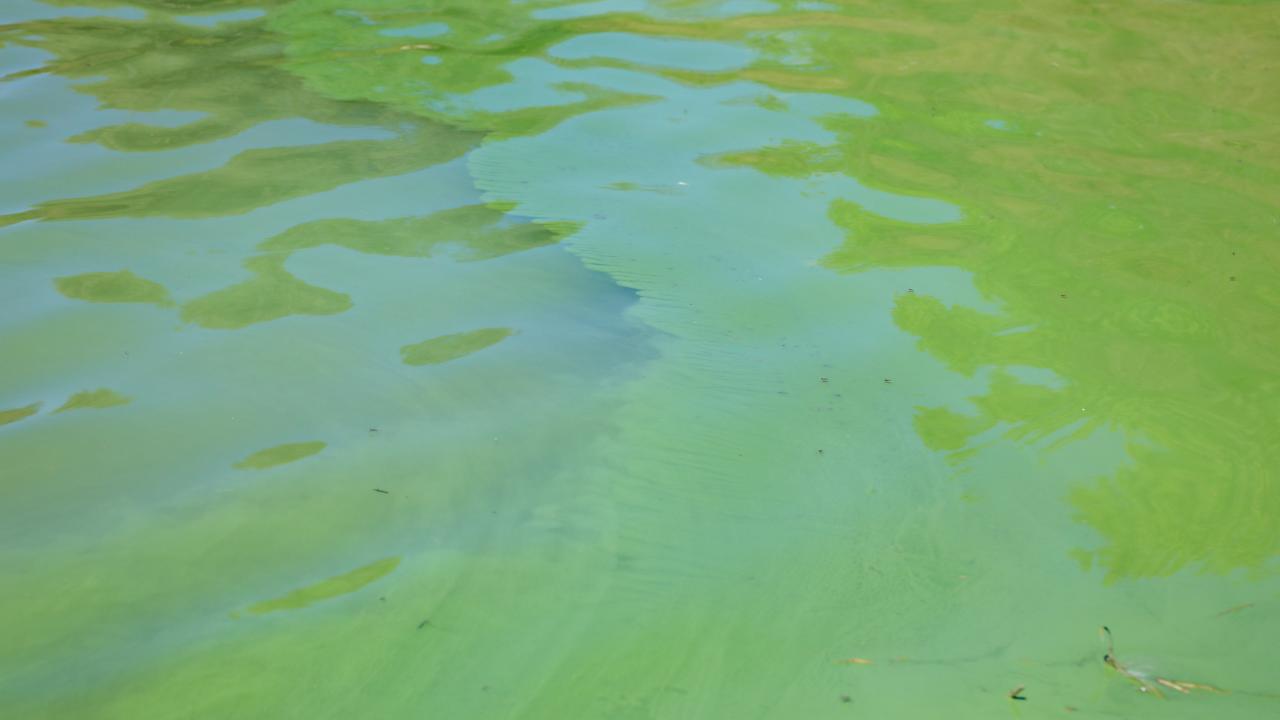 Endişelendiren görüntü! Barajın üzerini yeşil ve mavi tabaka kapladı