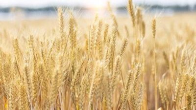 Kalın’dan tahıl sevkiyatı açıklaması! İlk gemi ne zaman çıkacak?