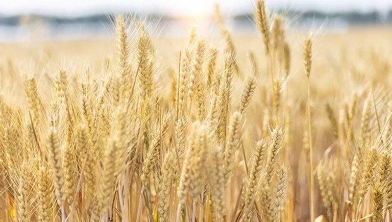 Kalın’dan tahıl sevkiyatı açıklaması! İlk gemi ne zaman çıkacak?