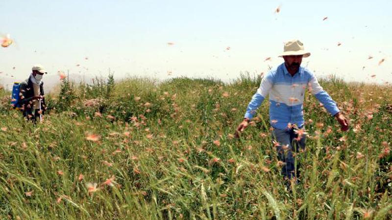 Yüksekova’da çekirge istilası Yüksekova’da çekirge istilası