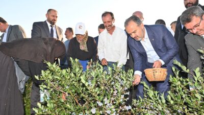 Bursa’da yaban mersininde hasat bereketi