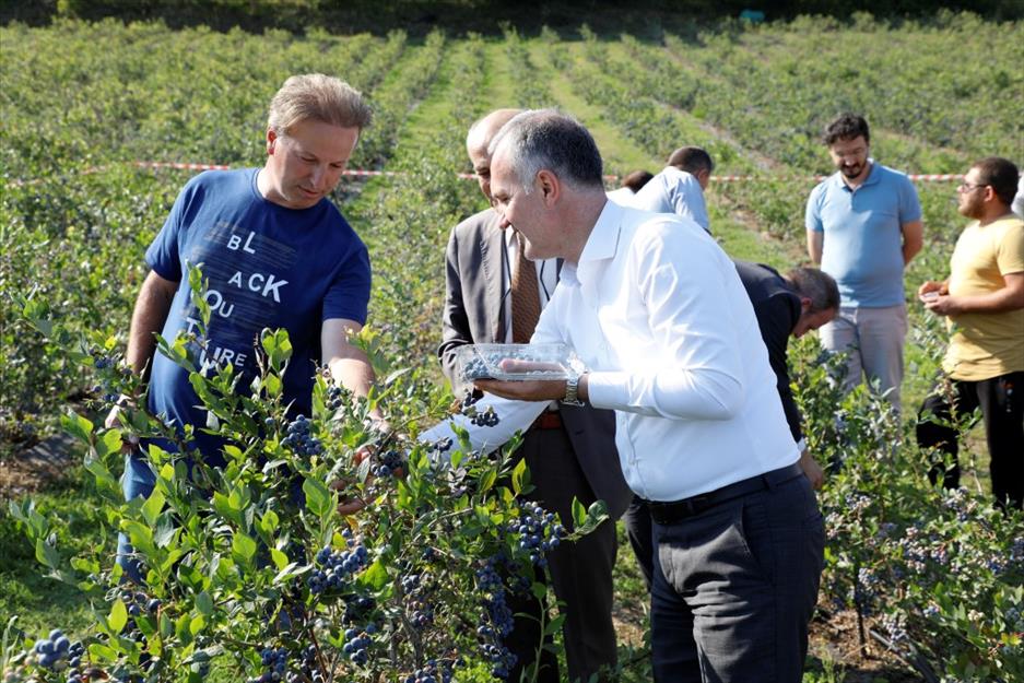İnegöl’de yaban mersini hasadı başladı