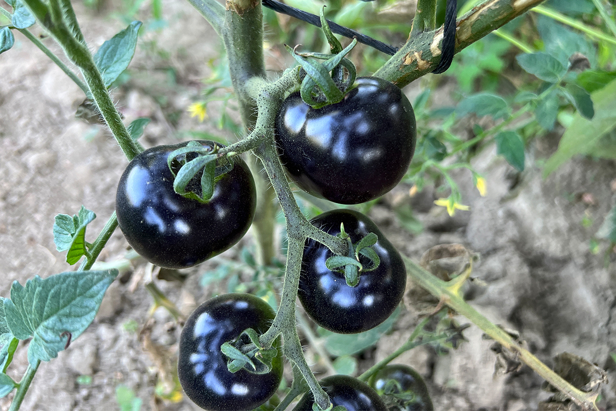 Bu domates görenleri şaşkına çeviriyor Bu domates görenleri şaşkına çeviriyor