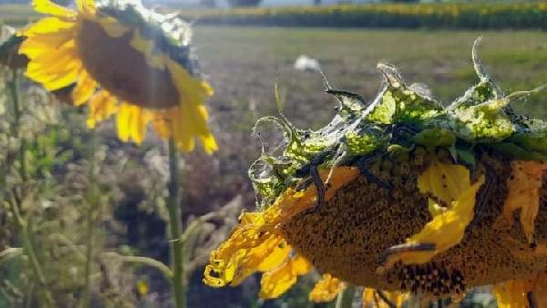 Kâbus şimdi de Bursa’da! Kâbus şimdi de Bursa’da!