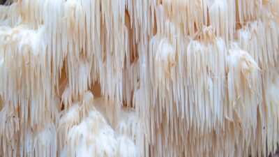 Unutkanlığı önlüyor, kanserli hücrelerle savaşıyor…