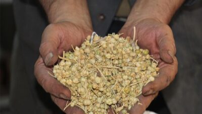 Faydaları saymakla bitmiyor kapış kapış gidiyor…