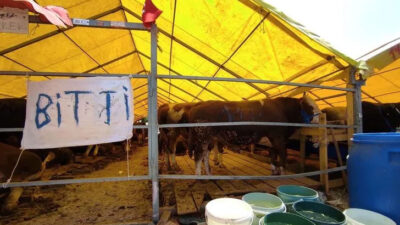 Kurbanlık almak isteyenler dikkat! Yüzde 80’i tükendi… ‘Sıkıntı yok’