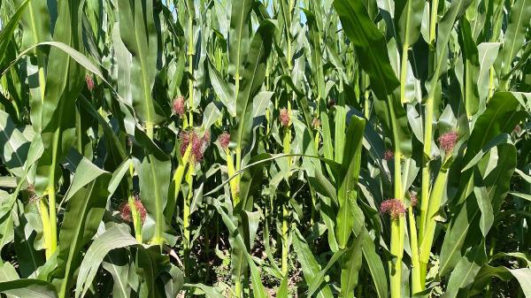 ‘Çayır tırtılı’ istilası! Ayçiçeğinden sonra mısır…