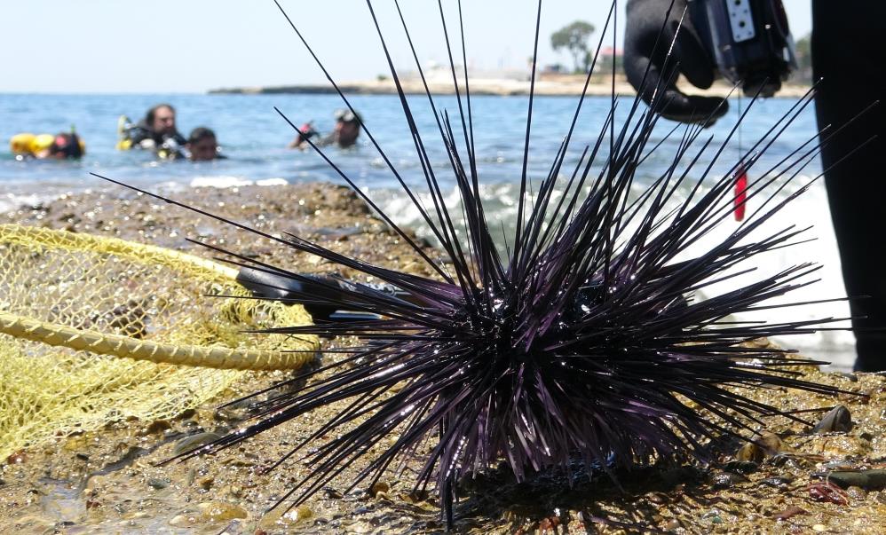 Akdeniz’de büyük korku! İstila hızı yüzde 108