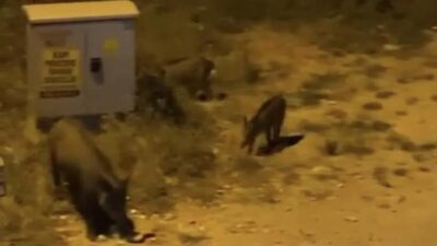 Bursa’da aç kalan domuzlar ilçe merkezine indi