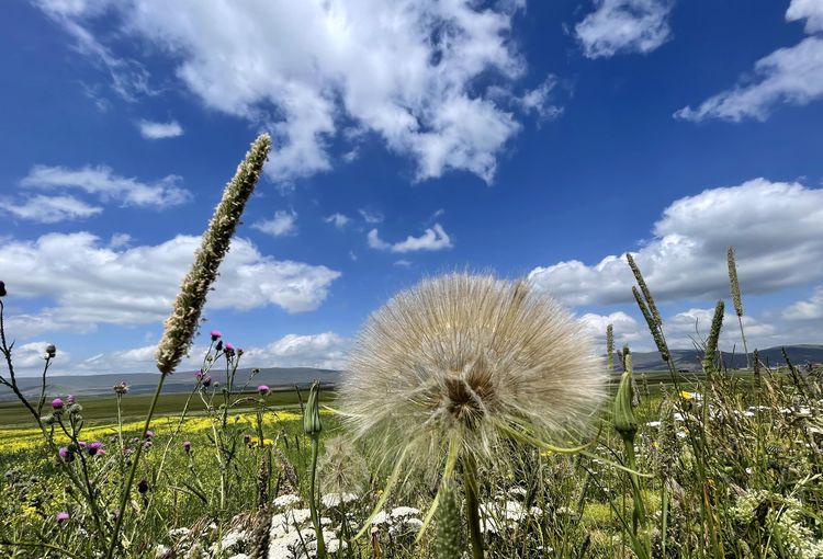 Ardahan’da bazı yayla ve ovalar çiçeklerle kaplandı