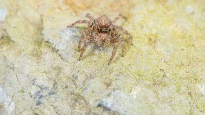 Örümcek zehrinden kalp krizi ilacı geliştirildi