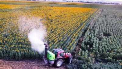 Trakya’da ‘tırtıl’ istilası