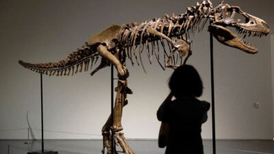 Dinozor iskeleti 6 milyon dolara satıldı