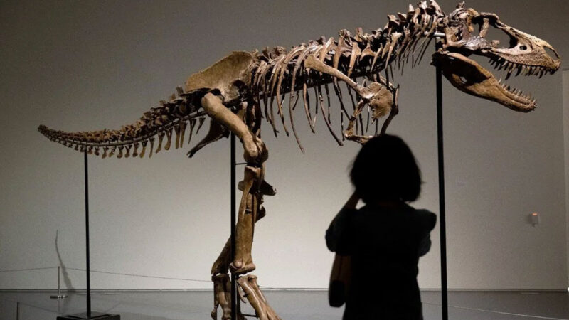Dinozor iskeleti 6 milyon dolara satıldı Gorgosaurus türü dinozor iskeleti ABD’de açık artırmada 6 milyon dolara