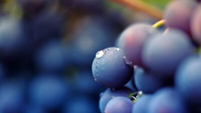 Doğal ağrı kesici olarak kullanılan 14 besin