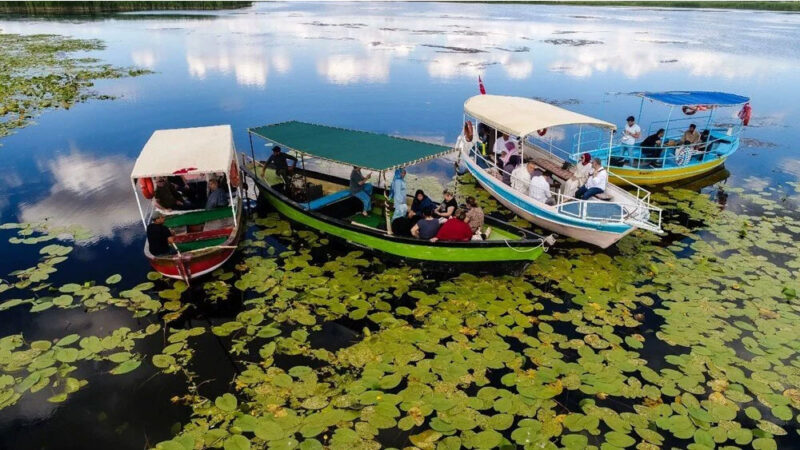 Beyşehir Gölü, ‘nilüfer tarlası’ gibi: Koparmanın cezası 73 bin TL Türkiye'nin en büyük tatlı su gölü olan Konya Ovası'ndaki Beyşehir