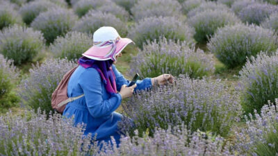 Bu bahçeye gidip stres atıyorlar…