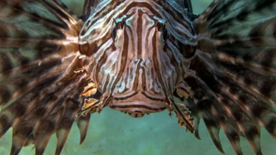 Aslan balığı Ege’de fotoğraf tutkunu dalgıçların kadrajında