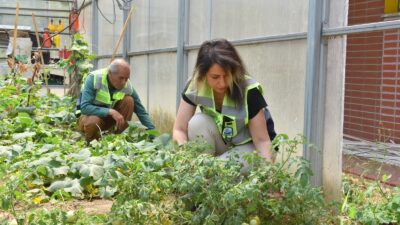 Yıldırım’da hasat zamanı