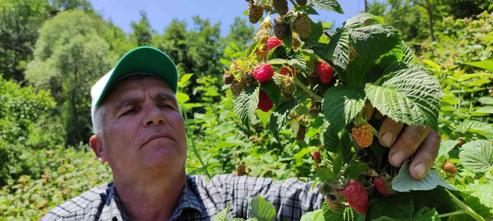 Kilosu 85 liradan satılıyor! Bursalı çiftçinin yüzü güldü Kilosu 85 liradan satılıyor! Bursalı çiftçinin yüzü güldü