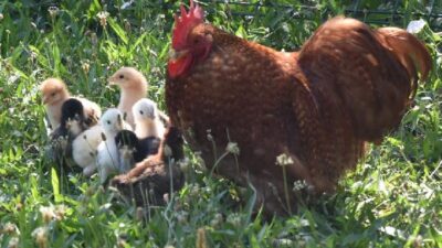 Bursa’da annesiz kalan civcivlere horoz bakıyor