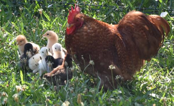 Bursa’da annesiz kalan civcivlere horoz bakıyor