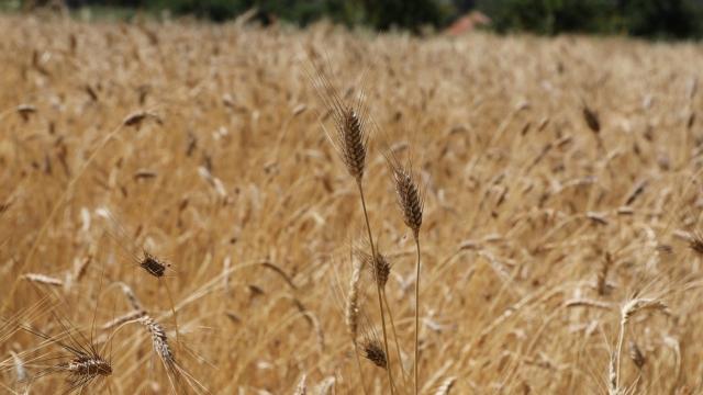 8 ton buğdayı hasat edip çaldılar