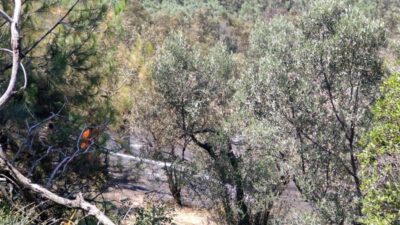 Bursa’da zeytinlik alanda yangın