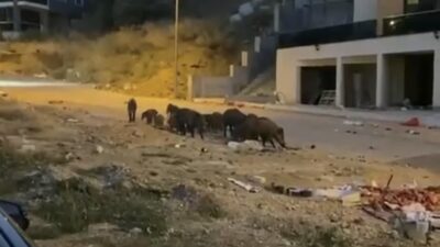 Bursa’da aç kalan domuz sürüsü şehir merkezine indi