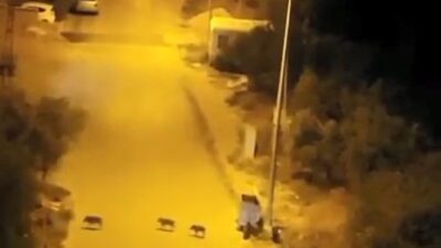 Bursa’da aç kalan domuz sürüsü şehir merkezine indi…