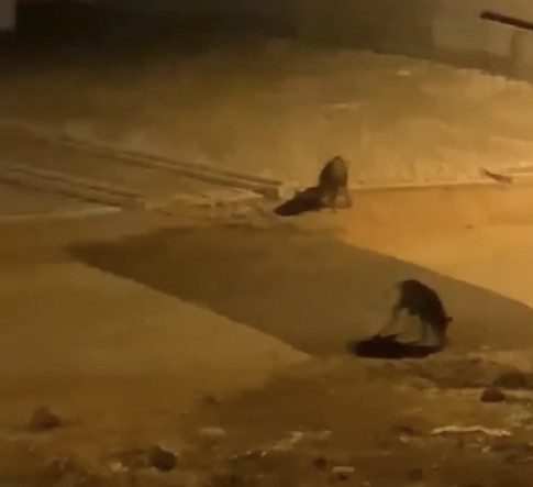 Bursa’da domuz sürüsü şehre indi!