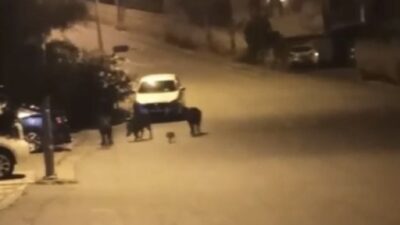 Bursa’da aç kalan domuzlar şehir merkezine indi