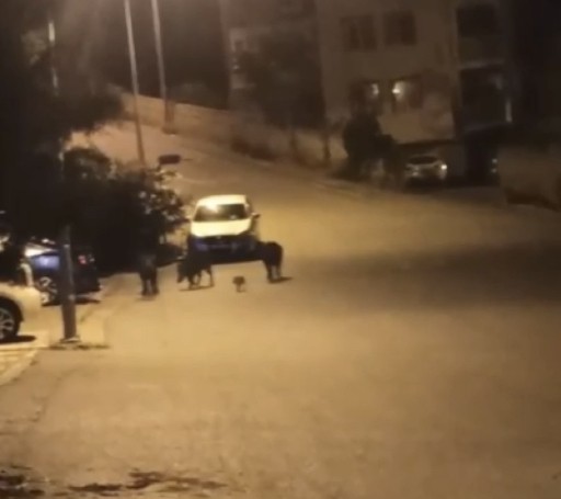 Bursa’da aç kalan domuzlar şehir merkezine indi