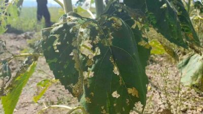 Bursa’da büyük kabus! Ayçiçeği tarlalarında istila…