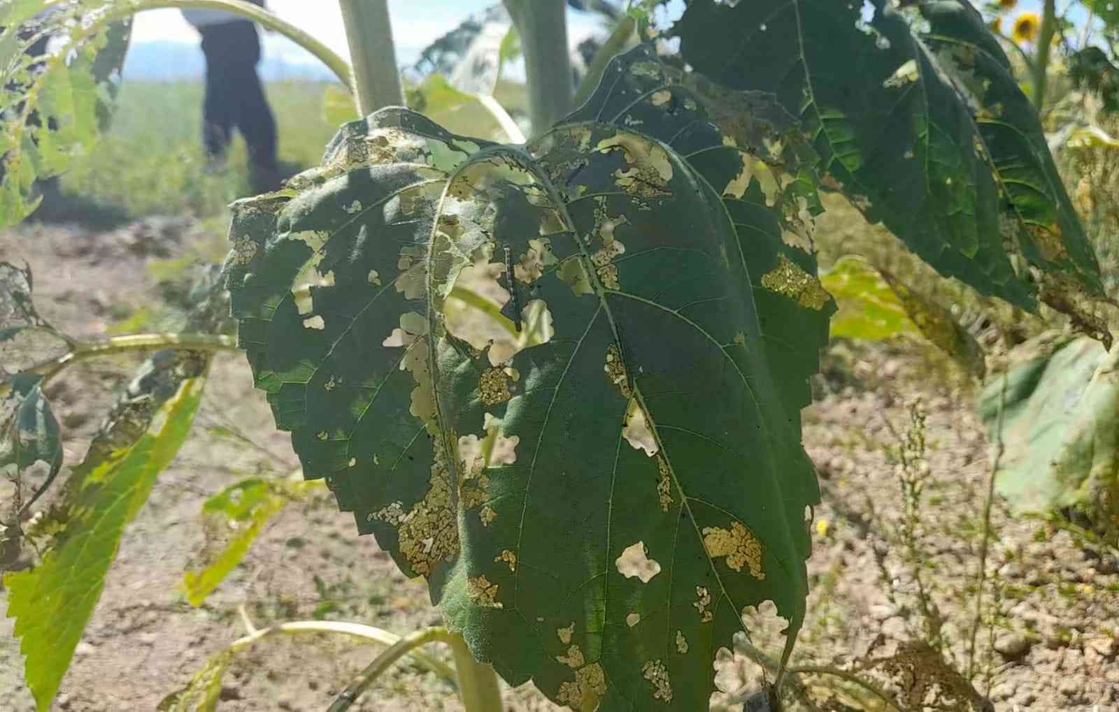 Bursa’da büyük kabus! Ayçiçeği tarlalarında istila…