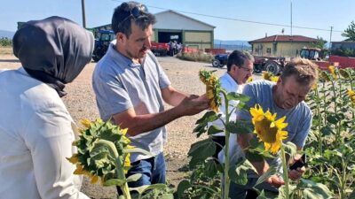 Bursa’da tırtıl görülen ekili alanlar büyük oranda ilaçlandı