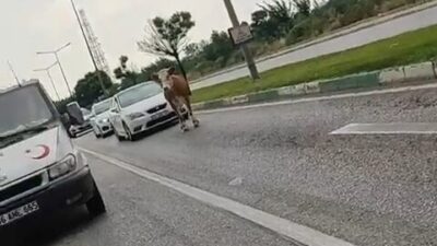 Bursa’da kaçan kurbanlıklar trafiği birbirine kattı