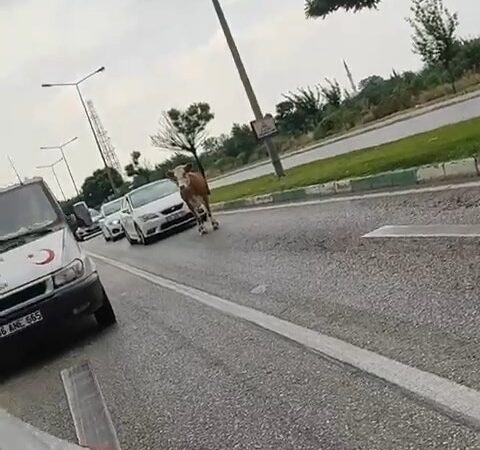 Bursa’da kaçan kurbanlıklar trafiği birbirine kattı