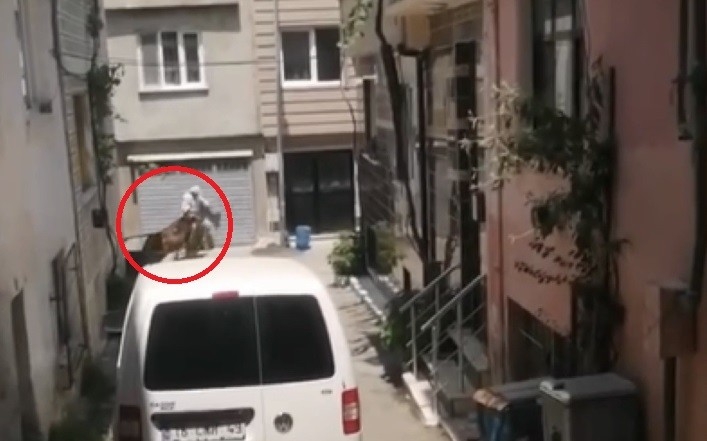 Bursa’da kaçan kurbanlıklar zor anlar yaşattı!