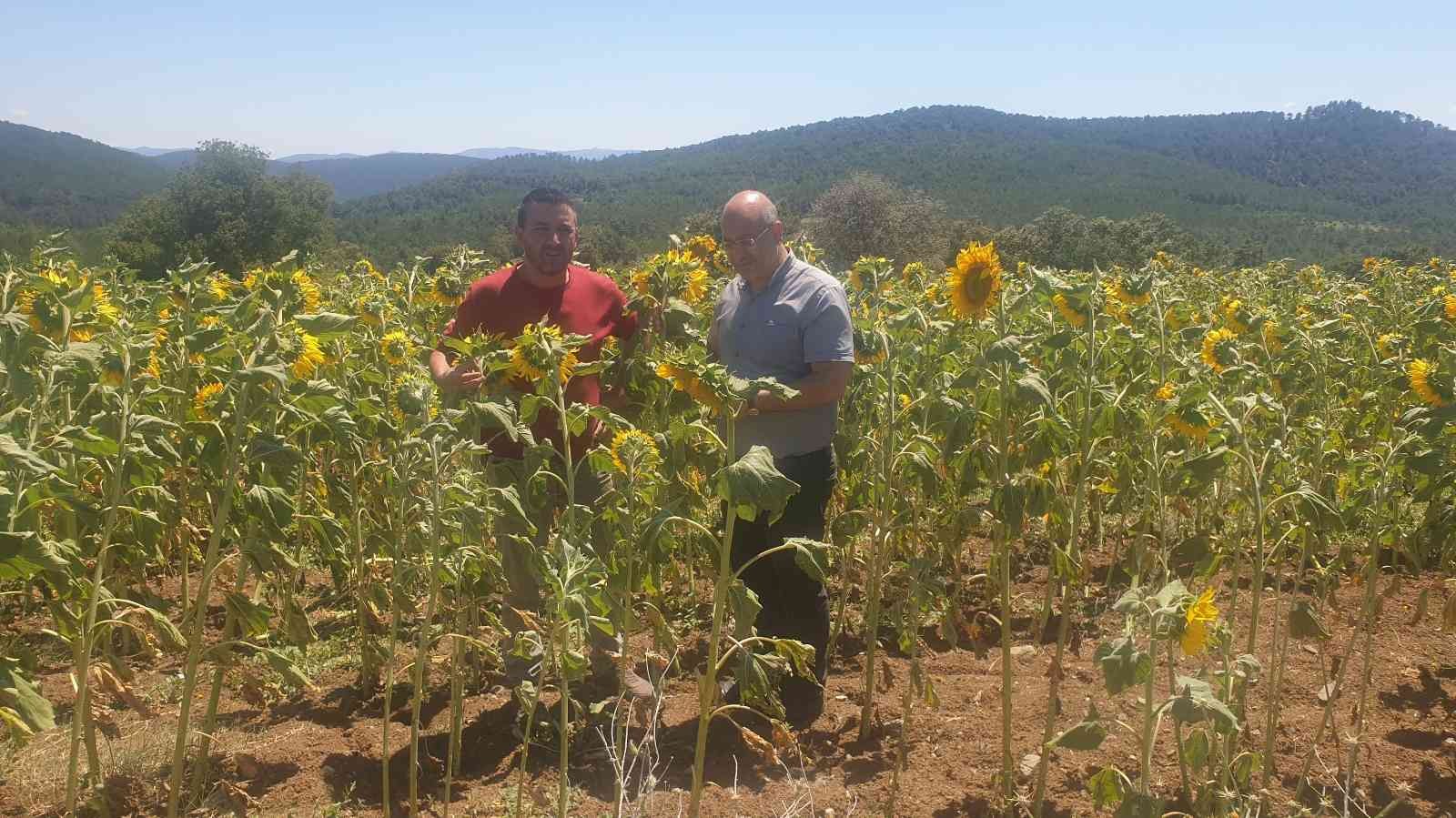 Bursa’da tırtıl istilası!