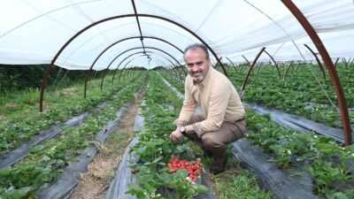 Bursalı çiftçinin hasat bayramı